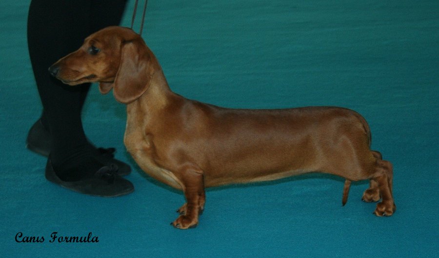 Dachshund standard Ferrara